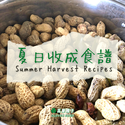 高華種子 香港青瓜種子 青瓜收成 腌小黃瓜 青瓜醬油漬食譜 煮花生食譜 Hong Kong Clover Seed cucumber seed harvest recipes peanuts recipes