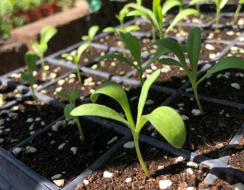 香港 園藝 種植 金盞菊 金盞花 Hong Kong Gardening Horticulture Calendula Marigold