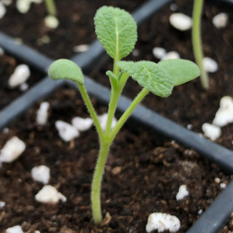如何種植微菜苗 How to grow microgreen 鼠尾草種子 Sage seed