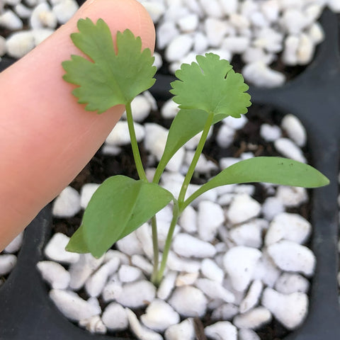 香港芫荽微菜苗種子 Hong Kong Coriandr Cilantro microgreen seeds 如何種植微菜苗 How to grow microgreen