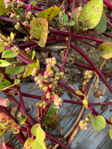 香港潺菜種子 Hong Kong malabar spinach seed