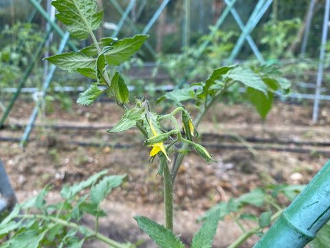 香港高華花園 番茄 留種 種子 Hong Kong Seed Saving Tomato seed
