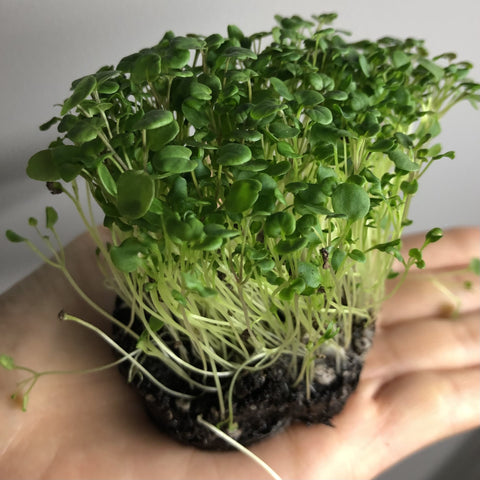 如何種植微菜苗 How to grow microgreen