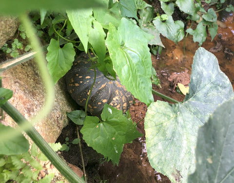 香港南丫島樂弦農場 Hong Kong Lok Yin Farm Lamma Island