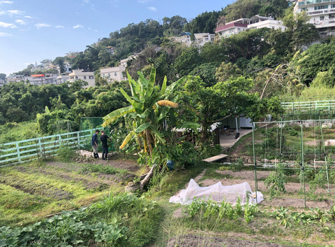 香港南丫島樂弦農場 Hong Kong Lok Yin Farm Lamm Island