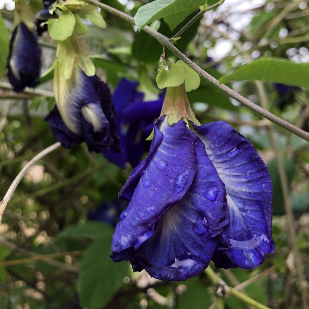 蝶豆花花茶10g Butterfly Pea Herbal Tea Pack 10g Cloverseedretail