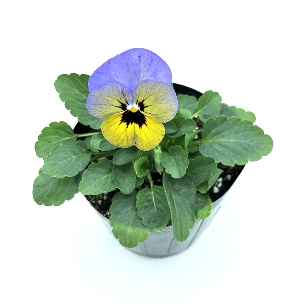 三色菫花苗 Viola Seedlings Cloverseedretail