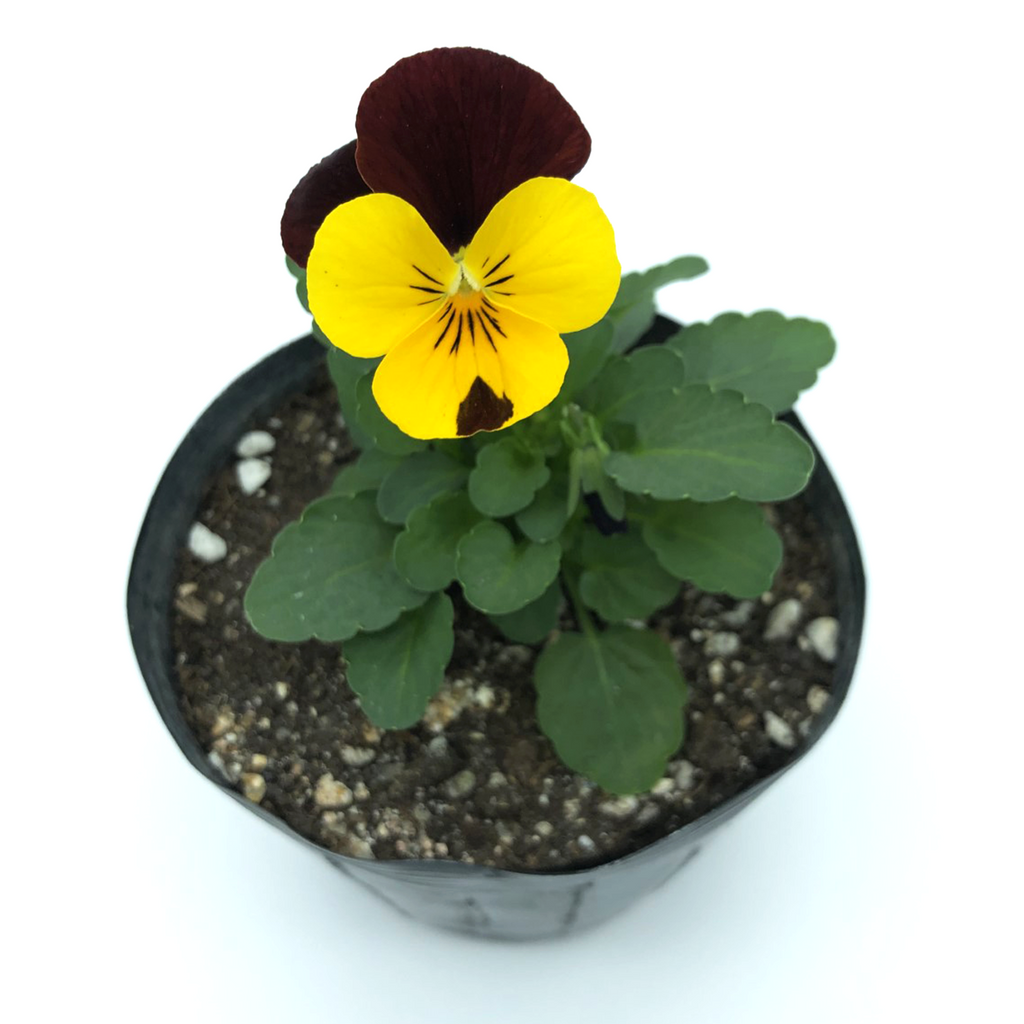 三色菫花苗 Viola Seedlings Cloverseedretail