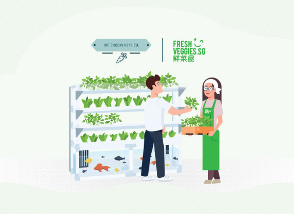 Fresh Veggies SG Fresh Vegetables Online Delivery in Singapore-The Cheeky Herb Co. X Fresh Veggies SG - Aquaponics