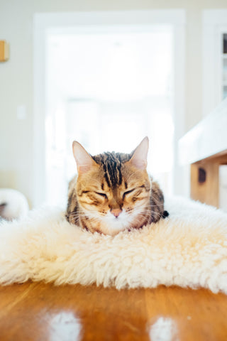 Cute Cat on a Sheepskin Rug