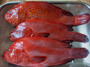 Lapu Lapu 1kg Fisherscart Seafood Store