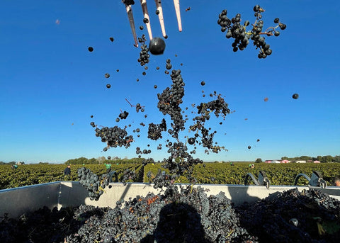 Black grapes falling into a trailer against a blue sky.