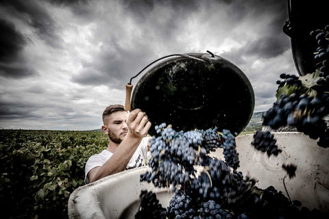 A man empties a bucket of black grapes into a hopper against a background of vineyards