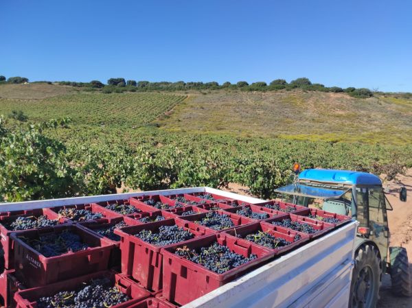 A tractor with trailer of grapes in the vineyards at Bodegas Altanza, Rioja, Spain