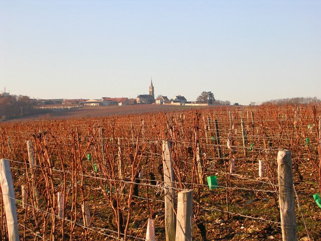Champeau vineyards in winter, Pouilly-Fumé