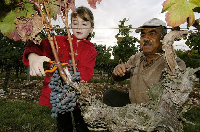 Clos Triguedina Prince Probus, Cahors 2005