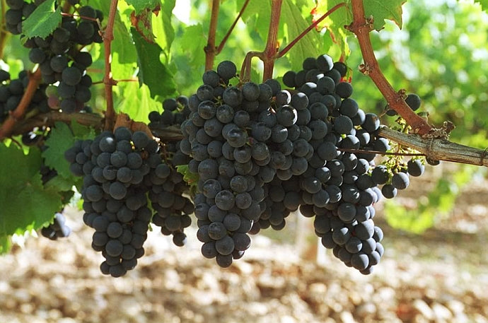 Vines at Clos Triguedina, Cahors