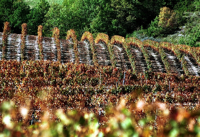 Clos Triguedina, Cahors