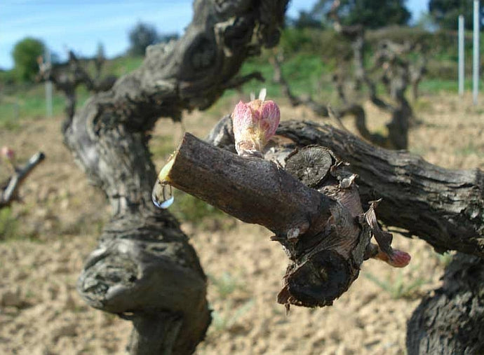 Mas Codina Cava Brut, DO Penedès 2012