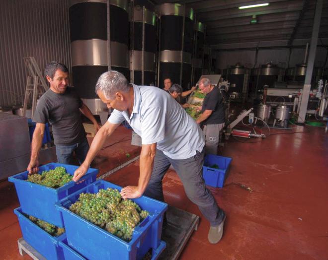 2015 vintage at Quinta de Gomariz