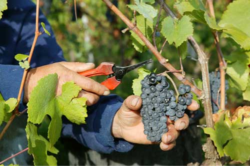 Cutting grapes from the vine with secateurs