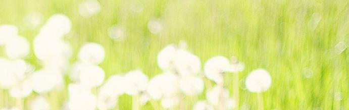 Dandelions in field