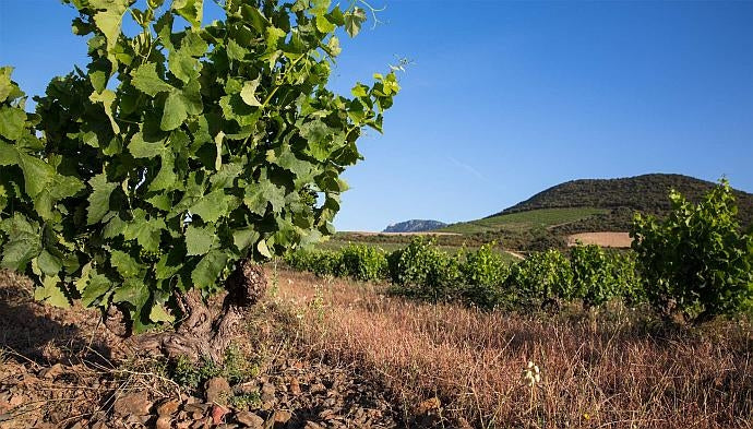Vines in the Devèze parcel of vineyards at Mas Amiel