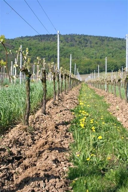 vines in the sun at Domaine Eugène Meyer