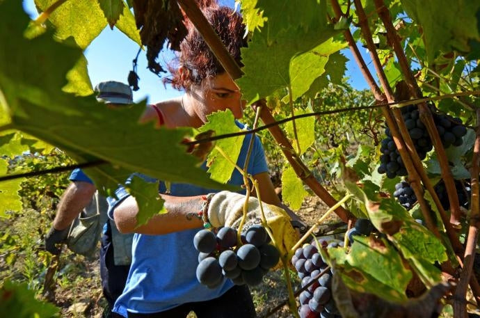 Workers harvesting grapes