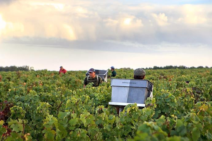 Workers with baskets for grapes in the vines at Château Montrose