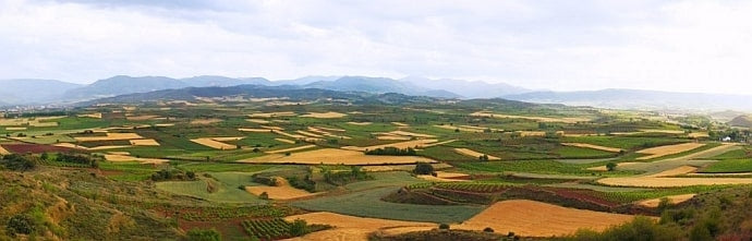 View over the Don Sancho de Londoño vineyards