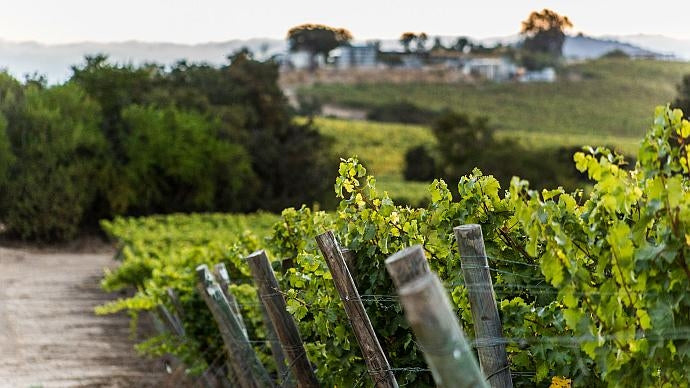 Vines at the Matetic vineyards