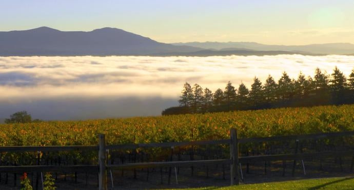 Fog in the valley, mountains behind and vineyards in front