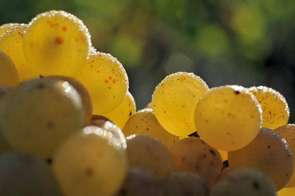 White grapes at Domaine de Chevalier