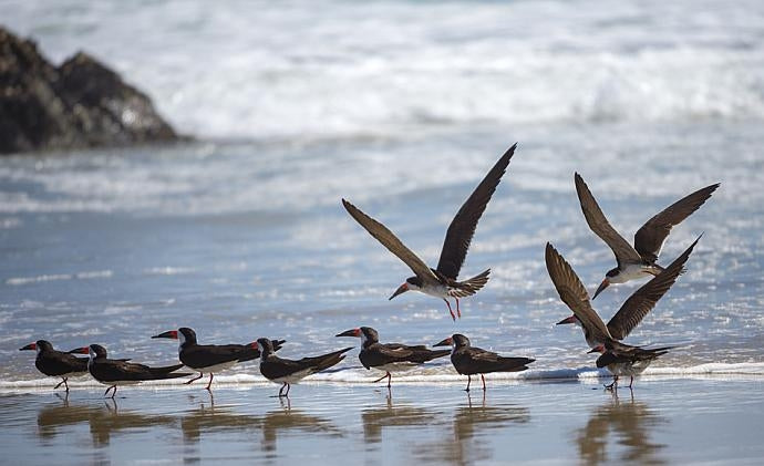 Seabirds on a beach