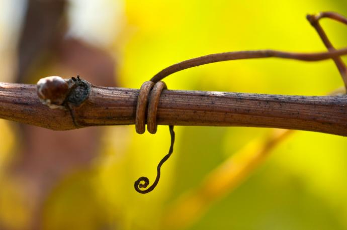 Vine tendril at Domaine Laurent Perrachon