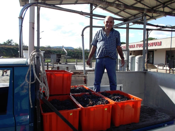 Grape delivery at Cantina Tudernum