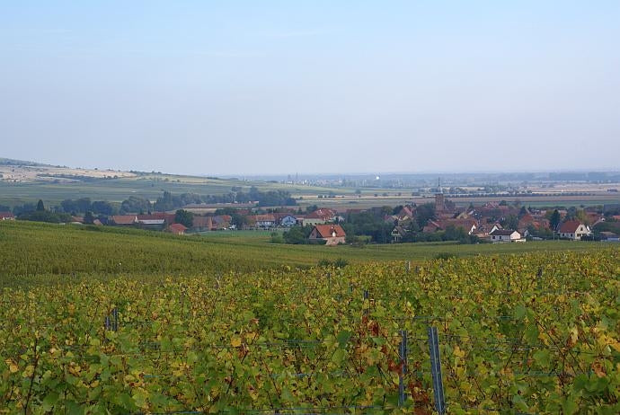 View of Bergholtz village across vineyards