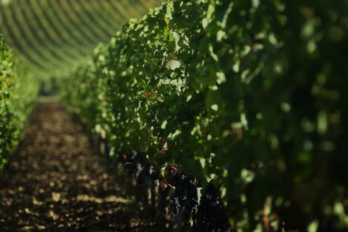 Vines at Château Troplong Mondot