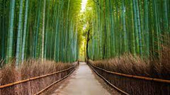 Facts about bamboo