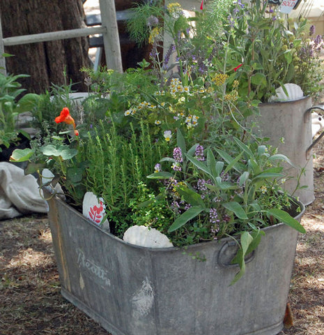 alt="Vintage garden planter planted with kitchen herbs"