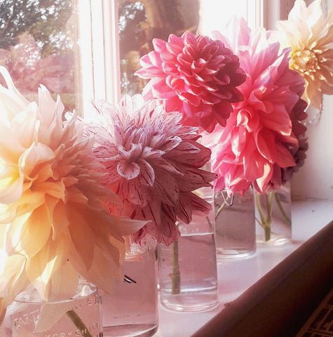 Alt="An display of cut dahlia flowers in vintage vases"