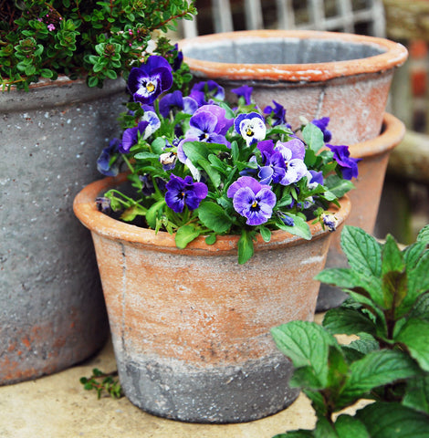 alt="Antique terracotta pot planted with viola"