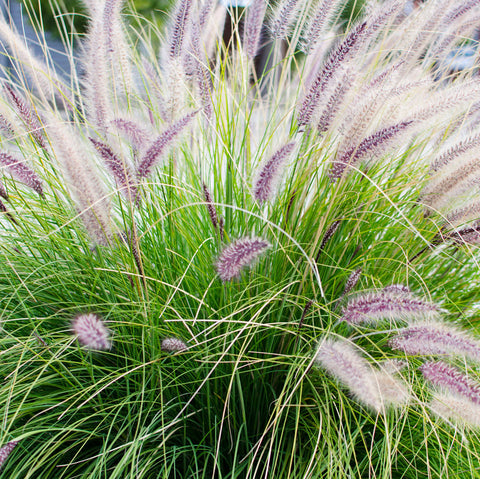 Alt="Pennisetum fountain grass in a container garden"