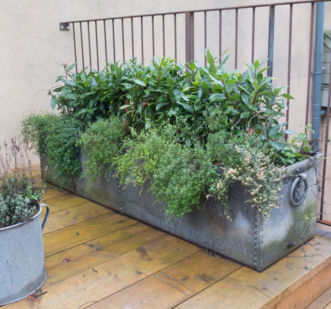 alt="Antique garden trough planter planted with herbs"