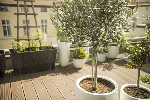 alt="Olive trees planted in pots on a balcony"