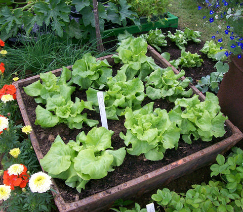alt="A wooden raised bed planted with lettuce"