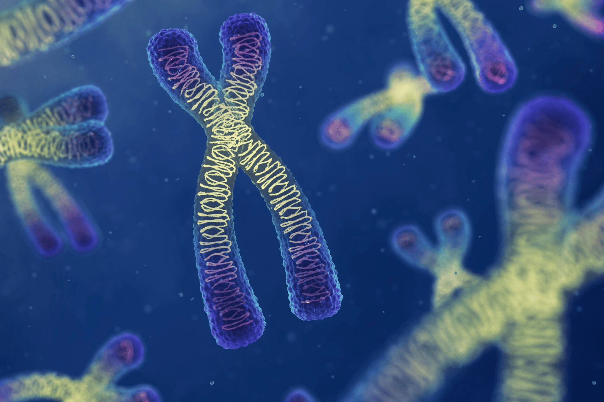 Хромосомы живых клеток. Хромосома. ДНК И хромосомы. Хромосомы фото.