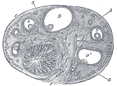 Ovary with a corpus luteum