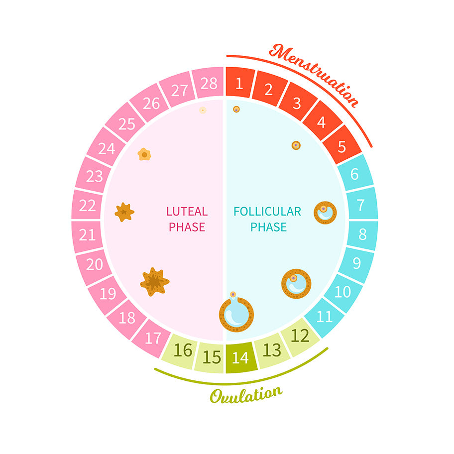 When is a Woman Most Fertile? Purely Fertility